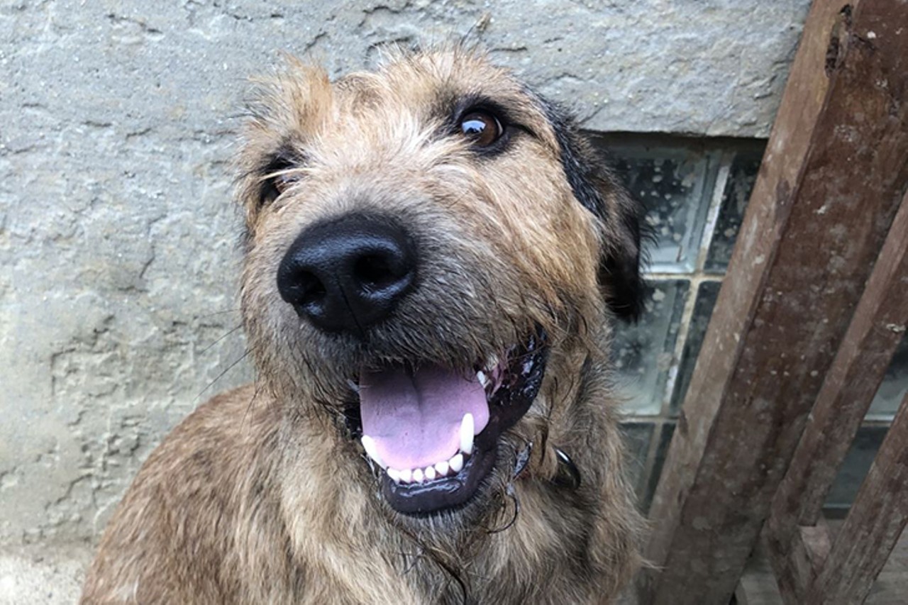 Brady
Age: 1.5 Years / Breed: Airedale Terrier Mix / Sex: Male / Rescue: Louie's Legacy Animal Rescue
"Brady is a 1.5 year old Airedale mix! This handsome boy is 70 pounds of puppy energy. He loves to run, play, but most importantly, do zoomies! Brady's ideal forever home is an active and patient family ready to work on his manners and training. He is a puppy in an adult body, needing plenty of daily exercise. While Brady is great with people, he is not always aware of his surroundings, so he would do best with older children who are stable on their feet. He loves his food and does great in his crate once settled - he tends to bark a bit initially, making him an unsuitable candidate for apartment life. Brady does well with the other dogs in his foster home. He would particularly love another dog his size to run and play with, as he may annoy a pup that doesn't have the same energy level. He is looking for a cat-free home. Brady has never had an accident in his foster home and is working really hard on his training. His future family should be prepared to set boundaries and work on his basic training and manners. He would greatly benefit from a fenced in yard. He's a big baby of a boy who will be a fantastic dog once he has additional time and energy put into his training."
Photo: Louie's Legacy Animal Rescue