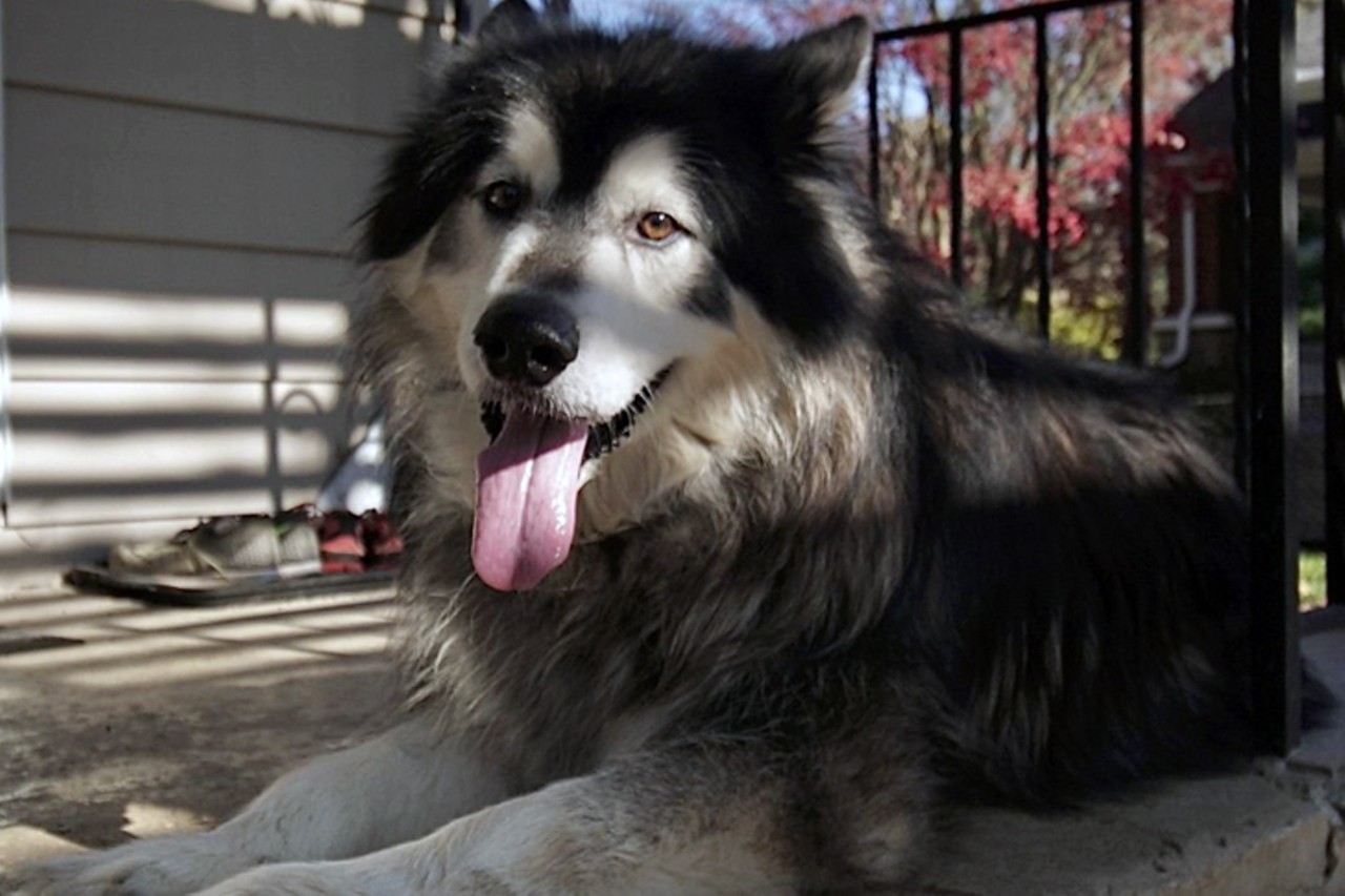 Jack
Age: 3 Years / Breed: Alaskan Malamute / Sex: Male / Rescue: Louie's Legacy Animal Rescue
"Say hello to Jack! At 132 pounds, he&#146;s a very large, very handsome 3-year-old boy who&#146;s looking for an extra special forever home. True to his breed, Jack is intelligent, curious and strong-willed and if given the chance, he will try to rule the roost. He&#146;ll need a family that has breed experience and is committed to training, exercising and providing this big boy with lots of structure, while also helping him to lose a little weight. He has a strong pack mentality and once he understands his place in it, you&#146;ll start to see his outgoing, goofy personality shine. He loves people and prefers to be with them as much as possible. Because of his size and the need for clear, consistent pack order, his forever home should be kid-free. Jack is dog and cat friendly, but he would prefer to either be the center of his family&#146;s attention or share his home with a submissive 4-legged friend. He&#146;s crate and house trained, knows a few basic commands and is eager to work for a treat. If you think Jack would be the perfect addition to your pack, apply today! Jack's adoption fee is $250."
Photo: Louie's Legacy Animal Rescue