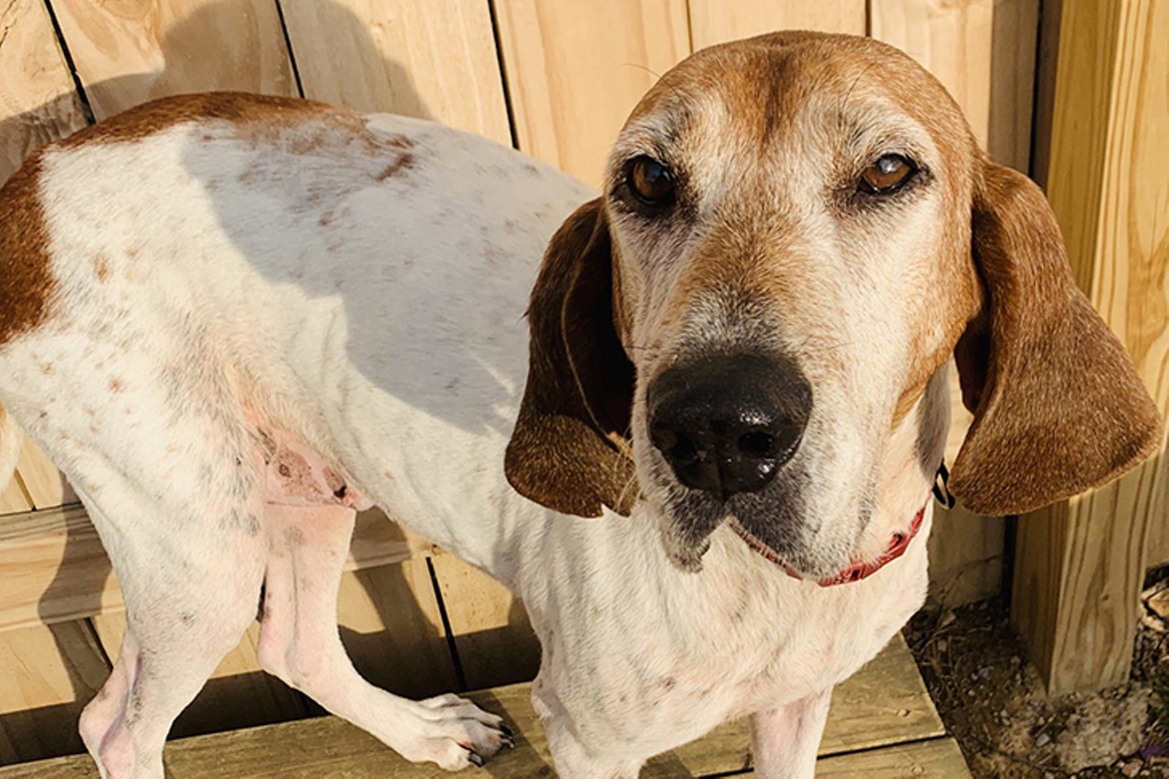 Reba
Age: 6 years old / Breed: English Coonhound / Sex: Female / Rescue: Furgotten Dog Rescue
"Reba is guessed to be a 6-year-old English Coonhound. To meet her is to fall in love! She will literally give everyone she meets hugs and kisses. Not only is Reba a 100% sweetheart, but she is also great with dogs and kids. She has not been tested with cats. Reba loves going for walks. She walks well on a leash. Reba is crate trained but she is noisy in her crate. She is not for an apartment dweller. Reba came from a rural shelter in North Carolina."
Photo via myfurryvalentine.com