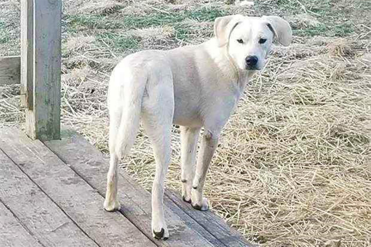 Whitey
Age: 10 months | Breed: Yellow Lab Mix | Sex: Male | Rescue: Stray Haven
Photo via myfurryvalentine.com