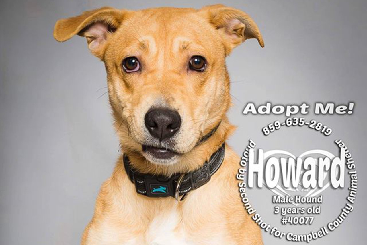 Howard
Age: 3 years | Breed: Hound/Mix | Sex: Male | Rescue: Campbell County Animal Shelter
Photo via myfurryvalentine.com