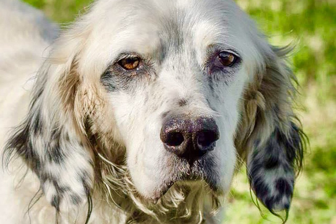 Henry
Age: 5 years | Breed: English Setter/Spaniel Mix | Sex: Male | Rescue: HART Animal Rescue
Photo via myfurryvalentine.com