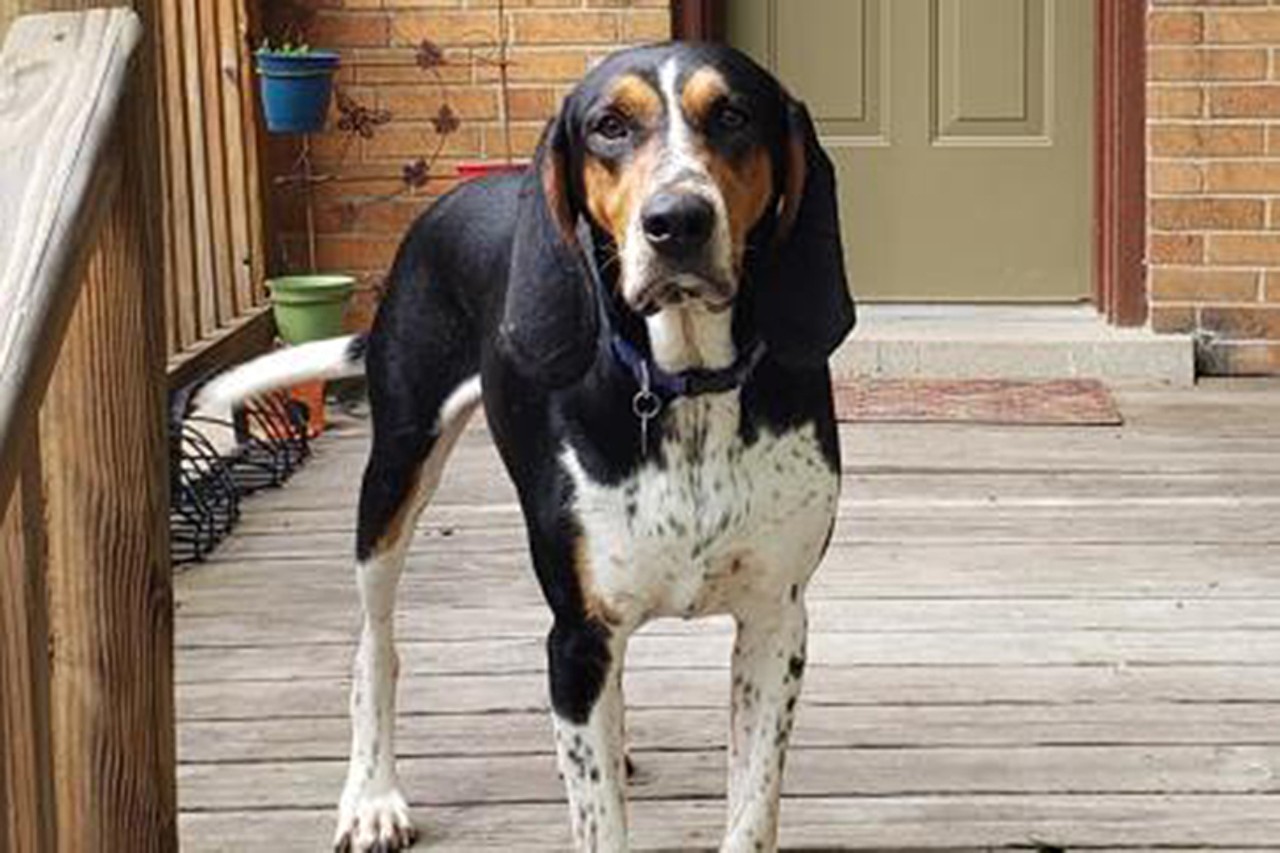  Jack
Age: 2 Years Old / Breed: Coonhound/Treeing Walker Mix / Sex: Male / Rescue: SAAP
&#148;Jack had a great second day in foster home - enjoyed his walks and was decent on a leash, long or short. Happy to meet dogs, only vocal with one that was out on a jog and he wanted very much to join in. House trained, sleeps in crate at night, and patiently waiting for my cat to come say hi a bit more often. Learning "sit," and figuring out what to do with his big body in the car. Trying out "pretzel position." So cute all curled up to nap.
Photo via saap.com