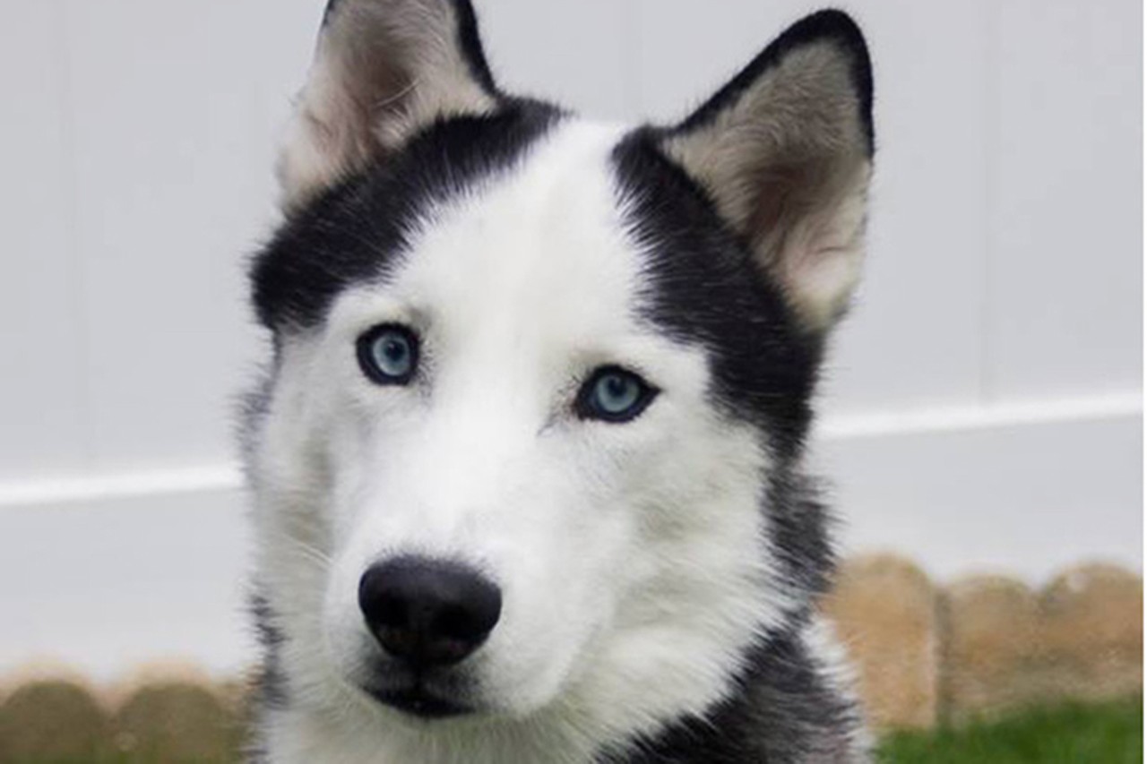 Avi
Age: Adult/ Breed: Siberian Husky/ Sex: Male / Rescue: Louie&#146;s Legacy
&#148;Meet Avi! He is the true meaning of rescue. Avi used to live with an abusive owner, until we changed his path! He has come so far, and has been clicker trained, but is still healing and will need a patient adopter who is willing to continue his training. He is 4-5 years old and weighs around 55 lbs. He loves everyone he meets, but is not good with children or cats, and doesn&#146;t understand why they move so fast. He is slow to trust, but very playful and affectionate once he knows he is safe. Avi will jump a fence that is smaller than 6 ft tall, and will need long daily walks. He currently lives with and loves his boxer bulldog mix foster brother, but knows he is the pretty one! A home with another playful husky or other dog similar in size would be ideal! HUSKY EXPERIENCE REQUIRED. CANNOT BE PLACED WITH CHILDREN OR CATS. If you want to be a part of Avi&#146;s recovery and future, and are willing to invest in long term training, apply for him today! His adoption fee is $25.&#148;
Photo via louieslegacy.org