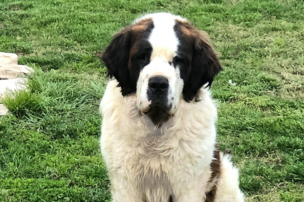 Flapjack
Age: 2 / Breed: Saint Bernard / Sex: Male / Rescue: Louie&#146;s Legacy
&#148;Meet Flapjack! This 2 year old, 130 pound hunk of love is ready and waiting to find the loves of his life! This sweet boy is a purebred Saint Bernard. He is fostered with other dogs and with kids. While this friendly guy doesn't have a mean bone in his body, he is far too interested in small animals, so he should definitely go to a cat and chicken free home! Flapjack loves a good game of fetch and a romp around the backyard, but sometimes he loves to explore the world outside of his yard, so Flapjack will need a family dedicated to constantly watching him while he is outside, so he doesn't slip under a fence and take a neighborhood stroll. Flapjack lived outside before coming to rescue, but he quickly learned to love the indoors - especially the couch! His family will need to be patient with him while he perfects his potty training and crate training. He has made amazing potty and crate training progress while in his foster home. It doesn't get much better than Flapjack - apply today to make him a part of your family! Flapjack's adoption fee is $350.&#148;
Photo via louieslegacy.org