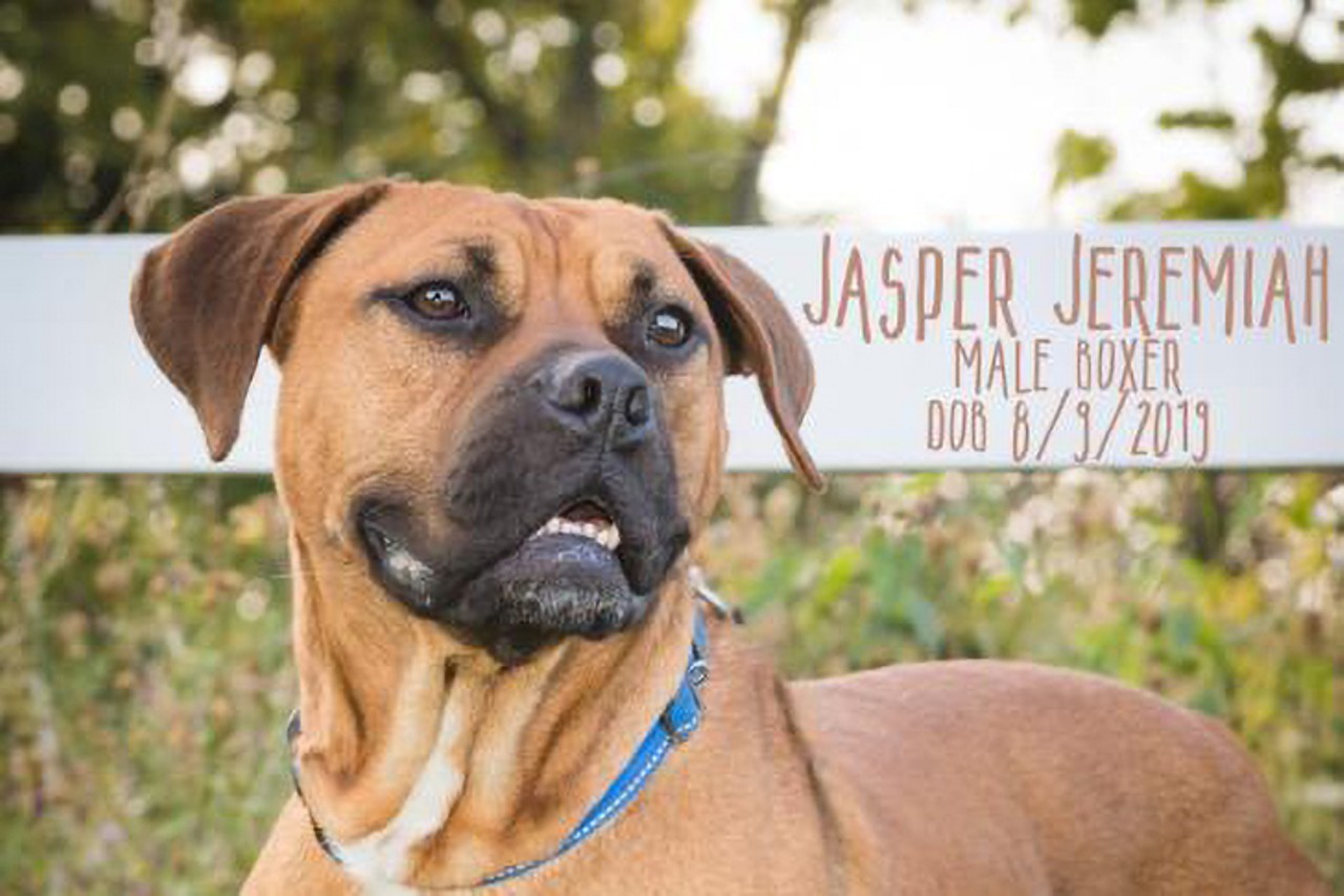 Jasper Jeremiah
Age: Adult / Breed: Boxer / Sex: Male / Rescue: Stray Animal Adoption Program
&#147;Jasper is a big ole hunk of lovin. He just arrived but I can already tell what a sweetheart he is. He walks well on a leash and went right into his crate without a fuss. He has met another foster sibling while in his crate and he did wonderfully. The shelter said he did awesome in a playgroup there as well. He is also good with cats.&#148;
Photo: Stray Animal Adoption Program