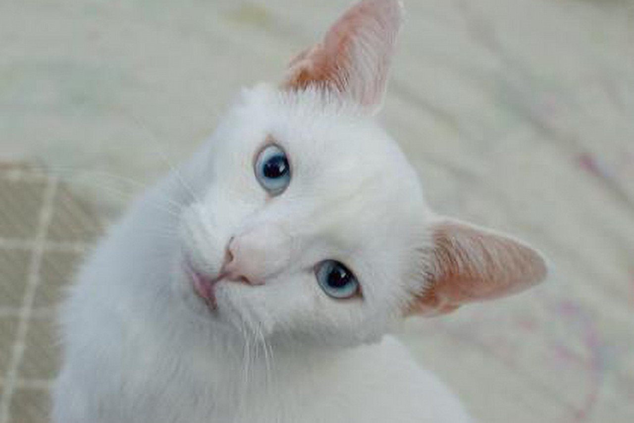 Chester
Age: Adult / Breed: Domestic Short Hair / Sex: Male / Rescue: Stray Animal Adoption Program
&#147;One look at Chester and you know he is handsome with startling blue eyes. He is also deaf- he meows are loud but not that often really. He is outgoing and loves to rub up against your for head and chin rubs. Also has an independent personality, so he is loves to look out the window and watch what your neighbors are doing. Chester will be happy and make a good companion to a special adopter who is sensitive to his deafness.&#148;
Photo: Stray Animal Adoption Program