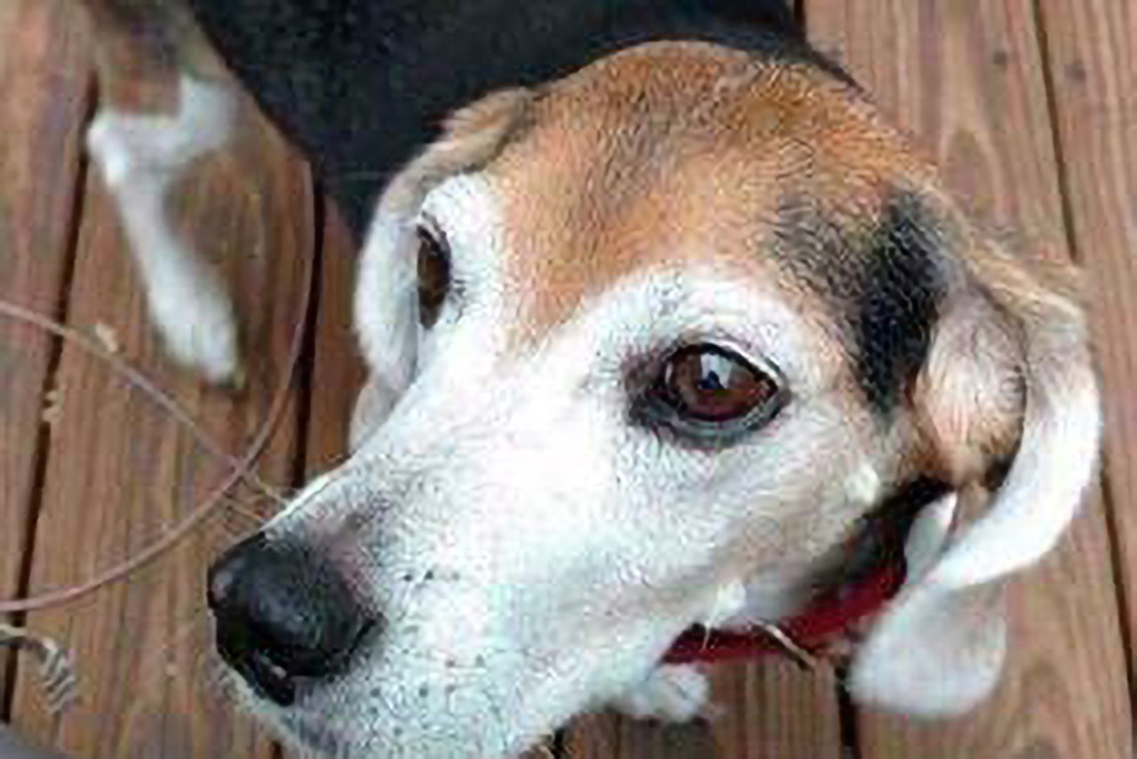 Jackson Sr.
Age: Senior / Breed: Beagle / Sex: Male / Rescue: Stray Animal Adoption Program
&#147;Hey guys! Jackson Sr here. Just an old man beag doin the old man beag things! I take medication each day to treat cushings, have arthritis, and I find that in my old age I don't care for being alone, and I just dont hear too good these days. I'd like to be with my people, and my dog friends, and dangit I like to sleep in bed with my human! I don't think that's too much to ask for. I just want a quiet homebody to spend my golden years. Could that be you?&#148;
Photo: Stray Animal Adoption Program