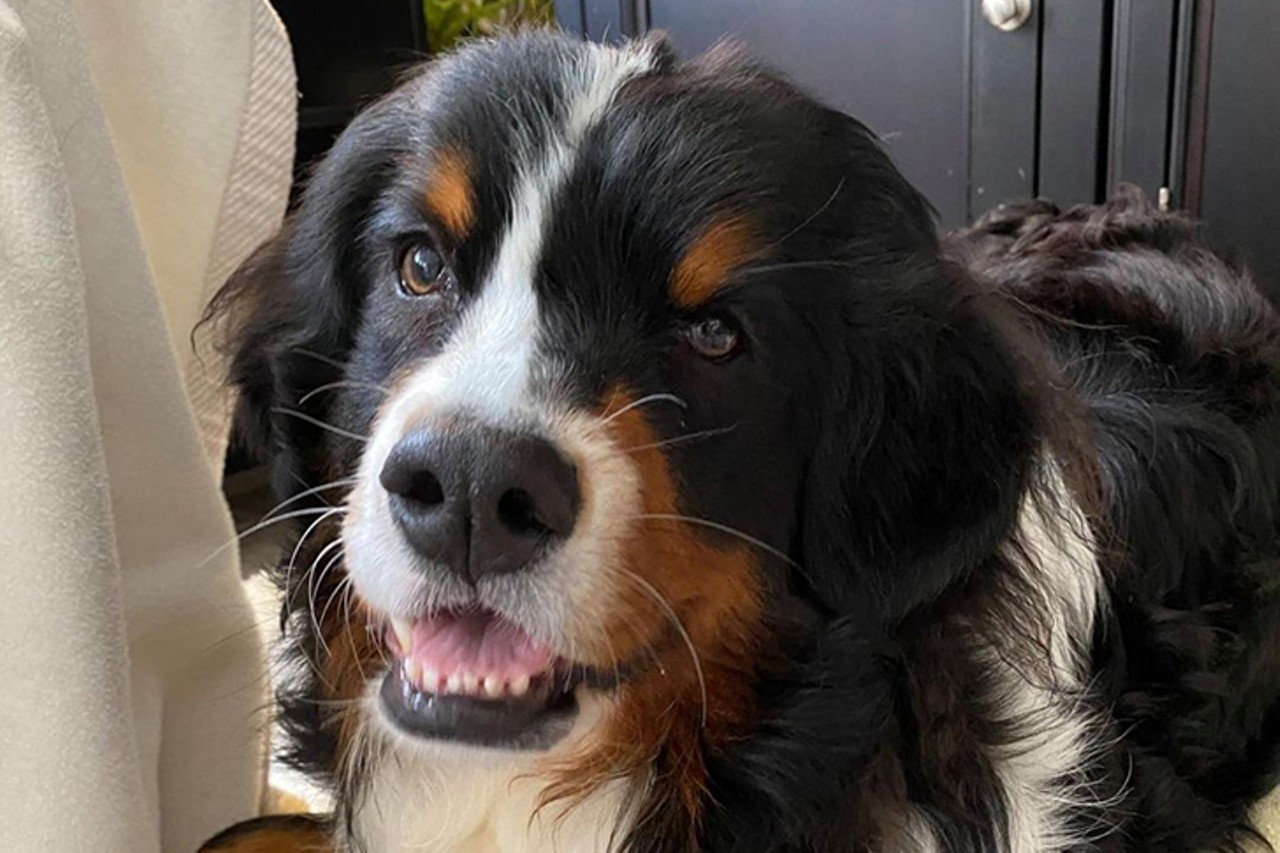 Zirkel
Age: 1 Years / Breed: Bernese Mountain Dog / Sex: Female / Rescue: Luv4K9s
"Zirkel is a 1 year old female Bernese Mountain Dog rescued as a puppy from a puppy mill on 02/22/20 with what they thought was a heart murmur. She is available for adoption but will need a home who accepts her medical condition and will follow up with her future medical care as instructed. We had our veterinarian evaluate her and then she was referred to The Ohio State University Veterinary Medical Center
03/11/20 The Ohio State University Veterinary Medical Center Cardiology Department diagnosed our little girl with a Ventricular Septal Defect (VSD). While these can sometimes be repaired and some cause no serious problems, her problem is complicated by some other abnormalities (thanks to puppy mills and inbreeding). While we don&#146;t have a long term prognosis, it is possible that she will live a somewhat normal and healthy life, but she will need to have follow-up echos to assess how she is growing.
09/14/20 check up from The Ohio State University Veterinary Medical Center
Zirkel has a complex combination of congenital heart defects that makes assessment for long term prognosis difficult. Her long term prognosis is guarded overall. Luckily, she is not symptomatic for any of her cardiac disease at this time and appears to be on overall decent health. Zirkel had slight enlargement of two chambers of her heart (right atrium, left ventricle), but there is no reason to put Zirkel on any medications for her heart disease at this time. Zirkel will require monitoring of her heart with echocardiograms. Despite her heart problems Zirkel is a fun loving girl! She is doing well in her foster home and gets along with the other dogs in the home."
Photo: Luv4K9s