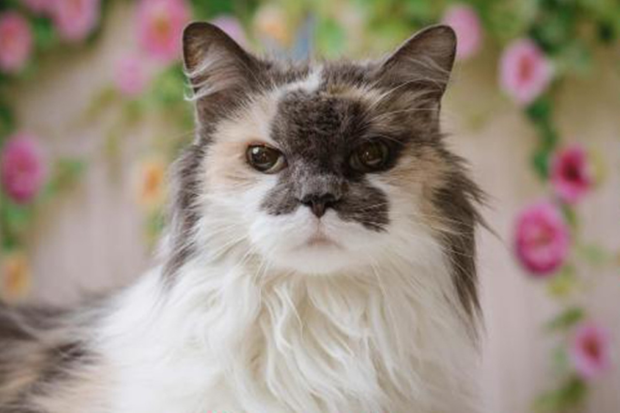 Panache
Age: Senior / Breed: Domestic Long Hair / Sex: Female / Rescue: Stray Animal Adoption Program
"Panache is a beautiful, quiet, low energy senior cat who came to Saap after her owner passed away. She likes gentle petting and can food with gravy. She would be happiest in a quiet home as an only pet or with another senior cat that would give her space. She is litter box trained and enjoys looking out a sunny window. She does require brushing to keep her fur mat free but is sweet and low key!All SAAP animals are vet checked, UTD on vaccines, spayed/neutered, micro chipped, and given flea and heartworm preventative as age appropriate."
Photo: Stray Animal Adoption Program