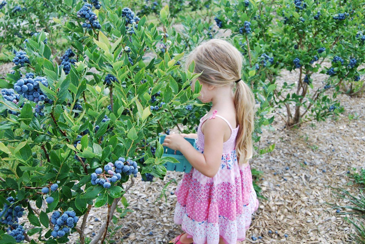Go berry picking
Summertime means berry time, and several local farms offer the public u-pick opportunities throughout the season. Crops can ripen at different rates based on weather, so check with each farm before heading out with your basket in tow. Blooms & Berries Farm Market in Loveland offers the chance to pick blueberries by the pound, typically in June and July. Indian Springs Berry Farm in Fairfield Township lets you harvest your own USDA-certified organic blackberries, generally starting in July. Alpine Berry Farm in Batesville, Indiana, opens around Father’s Day for blueberry picking. And Hidden Valley Orchard  in Lebanon offers multiple u-pick options throughout the summer, including strawberries, blueberries, peaches, grapes and apples. As of press time, Bright Star Acres blueberry farm in Kenton County, Kentucky has yet to list its 2022 dates.