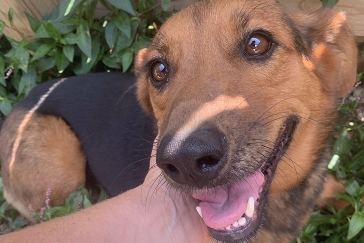 Jolene
Age: About 2 Years Old / Breed: German Shepherd/Beagle Mix / Sex: Female / Rescue: Furgotten Dog Rescue, Inc 
&#147;Jolene, Jolene, Jolene Joleeennnee...I&#146;m begging of you please give me a home. I am a happy-go-lucky country gal who is finally living the life that I never knew I deserved.I am guessed to be a 1-2-year-old Shepherd/Beagle mix. Before rescue, I spent my entire life tied to a dog house, but my days of living in filth and neglect are over! n my foster home, I love soaking up all the love and affection I can get! I get so excited to get pets that I could use some work on my jumping. I am happy to sleep on a comfy dog bed (it sure beats a straw doghouse) and love going for walks.&#148;
Photo:Furgotten Dog Rescue, Inc