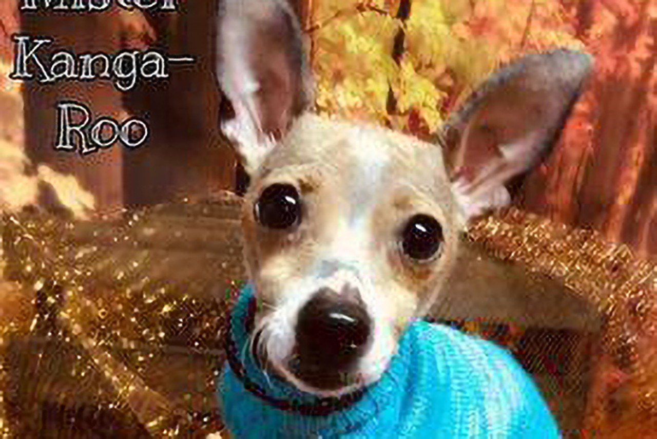 Mister Kangaroo
Age: 6 Years Old / Breed: Chihuahua / Sex: Male / Rescue: Stray Animal Adoption Program
&#147;Mister Kangaroo (affectionately called MK) just got to his foster home today & this tiny guy is SO SWEET. He just wants to play & give kisses. MK is a 6 year old energetic chi mix who weighs in at 4.9 lbs. He is said to be good with dogs, hasn't acknowledged the cats, & was good with the 5 year old he met! He is on 2 week course of meds for some itchy skin from seasonal allergies & then will be available for adoption. We will update as we get to know him.&#148;
Photo: Stray Animal Adoption Program