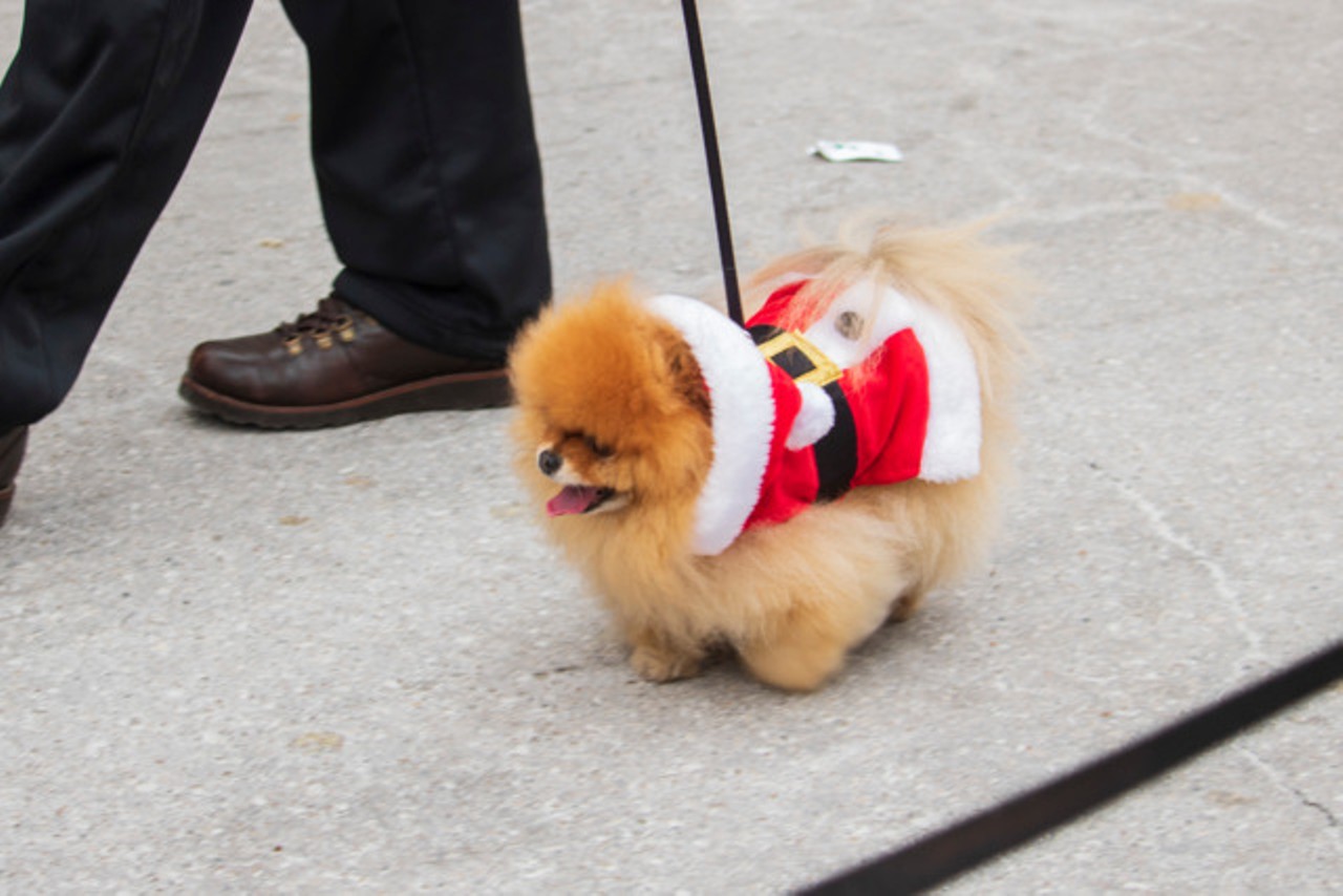 SATURDAY 14
EVENT: Mount Adams Reindog Parade
Is your canine imbued with the Christmas spirit? Dress your pet in their finest and most creative holiday gear to participate in the 30th-annual Mount Adams Reindog Parade. The festive procession features dressed-up dogs competing in multiple categories including best small dog costume, best large dog costume and best dog/owner look alike. Prizes will be awarded for the top looks.
12:30 p.m. registration Dec. 14; parade begins at 2 p.m. There is a suggested donation to the SPCA to register. 1055 Saint Paul Place, Mount Adams, spcacincinnati.org.
Photo: Emerson Swoger