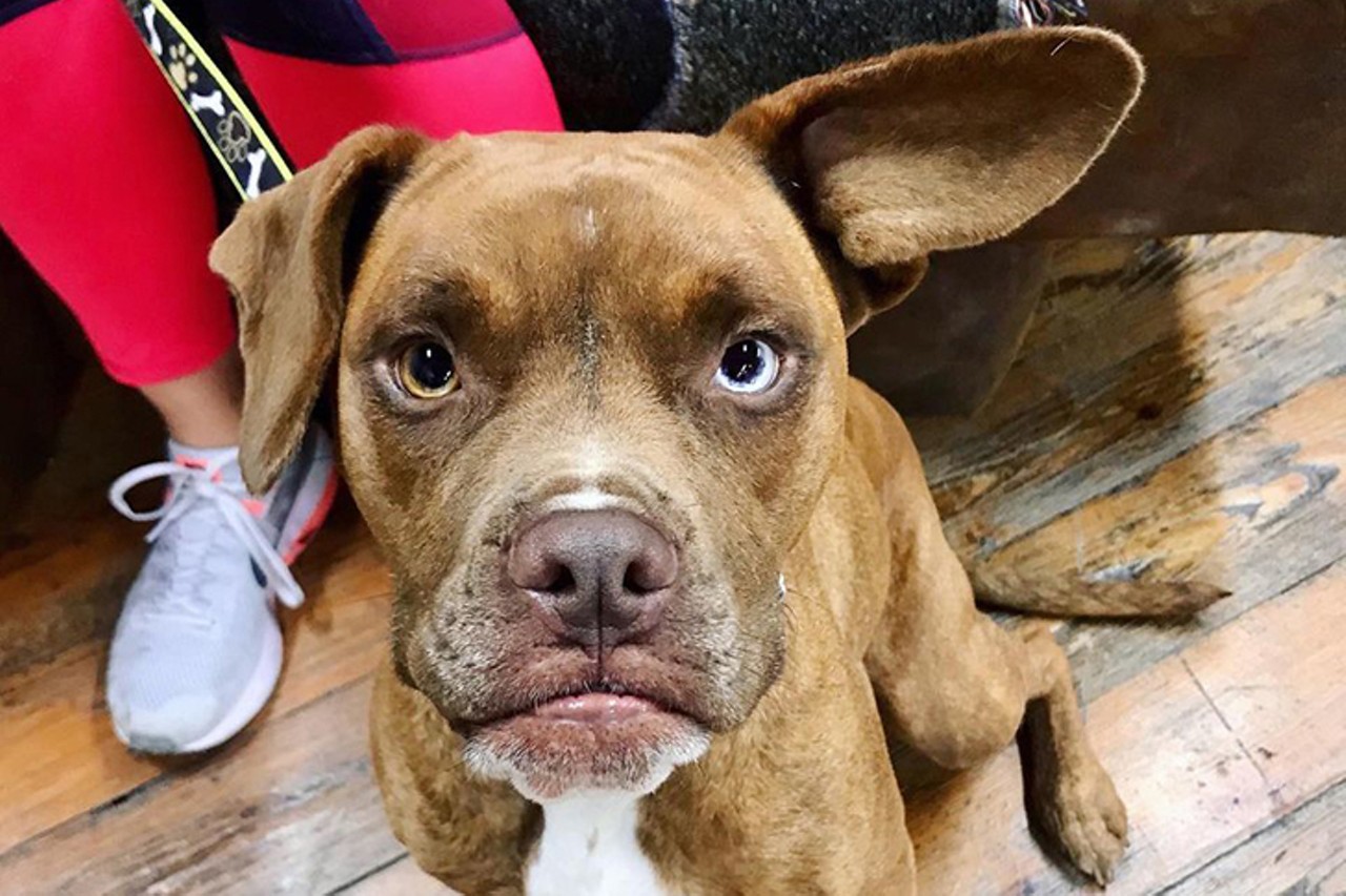 Gronk
Age: 2.5 Years Old / Breed: Pitt Bull Terrier / Sex: Male / Rescue: Adore-A-Bull Rescue  
&#147;Hi! ? My name is GRONK! My foster family sometimes calls me Wonky Gronky because my right ear doesn&#146;t lay down, I have two different color eyes and I have an underbite - but they say that&#146;s part of what makes me so irresistibly cute! ? The other part comes from my sweet, human-adoring personality!"
Photo: Adore-A-Bull Rescue