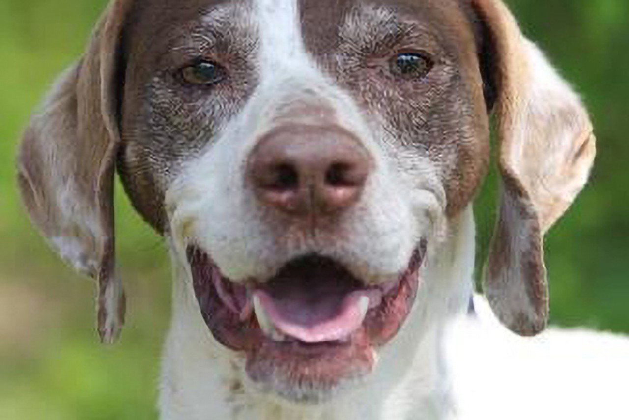 Fancy
Age: Age: 7-8 Years Old / Breed: German Shorthaired Pointer / Sex: Female / Rescue: Stray Animal Adoption Program.
"Fancy is estimated to 7-8 years old, but you would not know it! She has been given a clean bill of health and is on the lookout for her forever home. Fancy loves to give hugs and loves her humans. She strives for affection and has learned the luxury of being an inside dog and is now housetrained. She does get along with other dogs with slow introductions. Unknown how she would do with cats. Fancy does need to be fed separately as she guards her food and treats."
Photo: Stray Animal Adoption Program