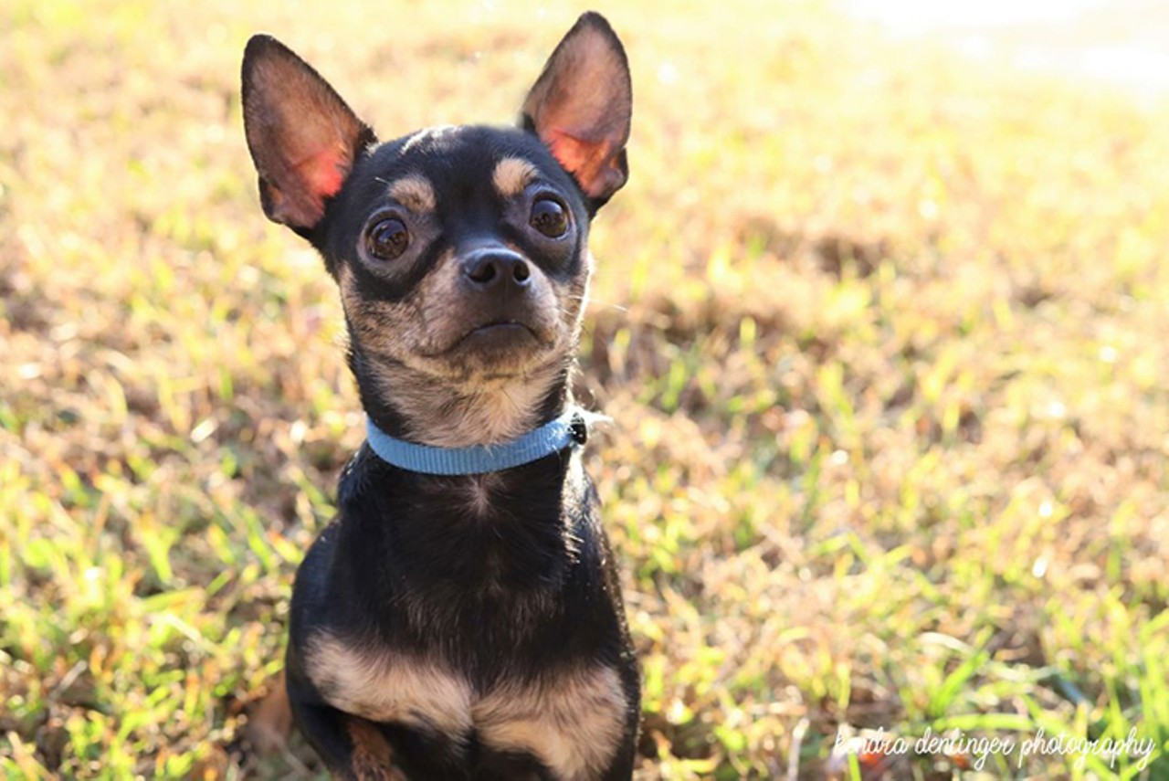 Famous
Age: 3 Years / Breed: Chihuahua / Sex: Male / Rescue: Louie&#146;s Legacy Animal Rescue
&#147;Famous (3 years old) & Amos (4 years old) are two of the sweetest guys around!! This dynamic duo is full of energy and love. They weigh about 6 lbs and are crate trained & house trained. While they have not met kids yet, they both enjoy meeting new people! Famous is a little more shy, but only takes a minute or so before he&#146;ll be your best friend. Famous & Amos get along with the kittens and other small and medium dogs in their foster home. They love to play with the other dogs! Famous is working on sharing toys, but has made quick progress. This pair absolutely loves to snuggle with their people!! They can&#146;t wait for their furever couch, a blanket, and their very own people.&#148;
Photo: Louie&#146;s Legacy Animal Rescue