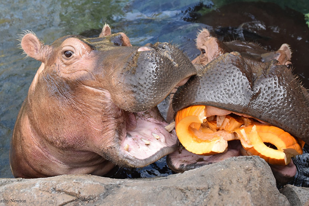 A Whole Bunch of Photos of Cincinnati Zoo Babies Looking Real Dang Cute