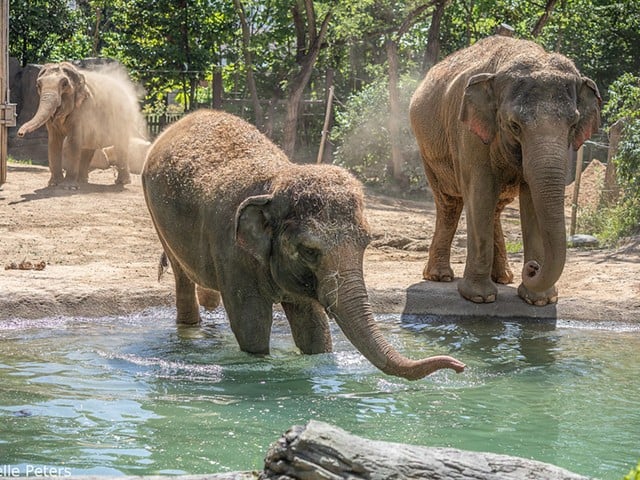 Construction for ongoing on Elephant Trek, the Cincinnati Zoo's expanded habitat that's expected to open in 2024.