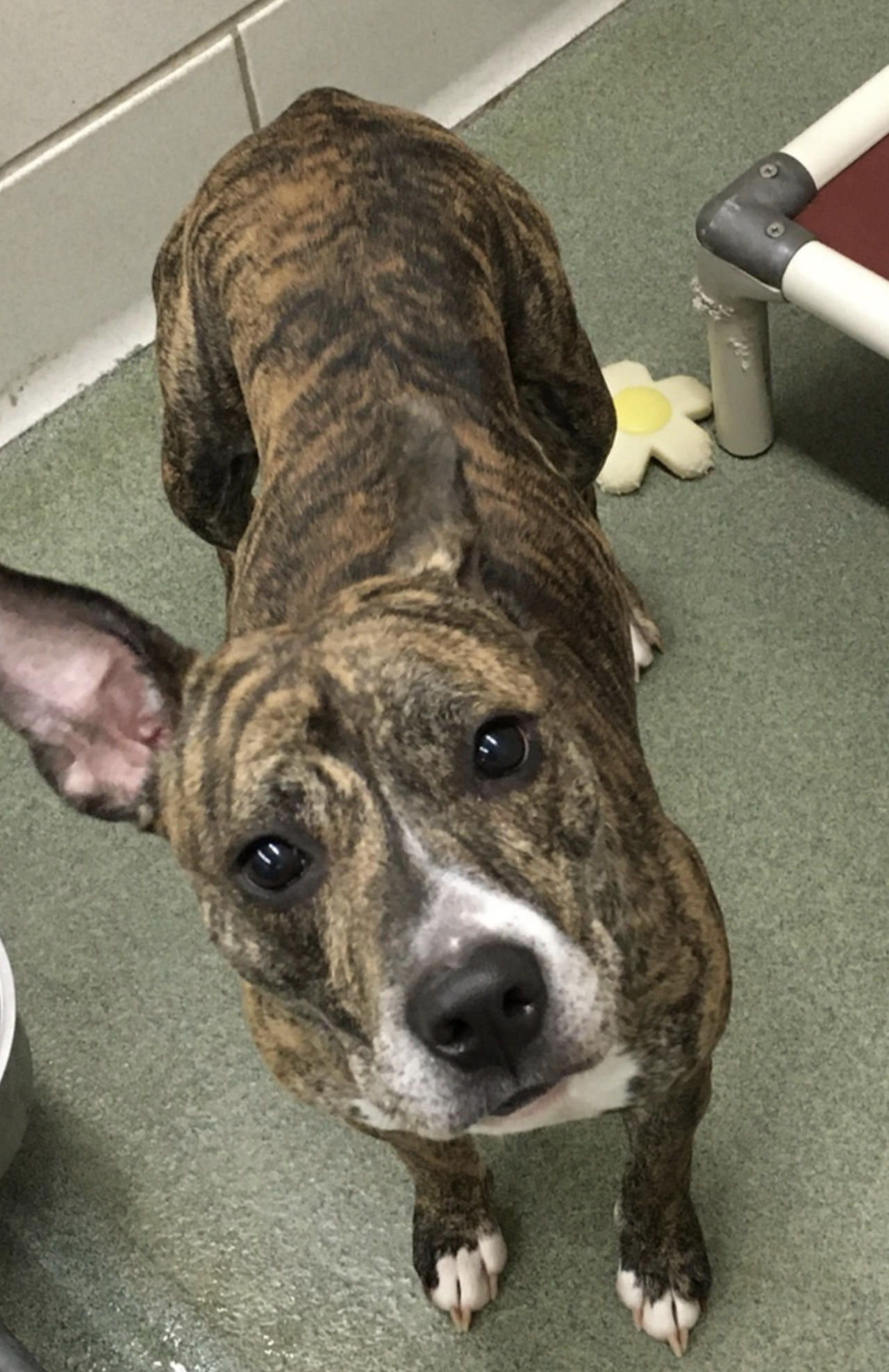 Pippi
Age: 2 years old / Breed: American Pit Bull Cross / Sex: Female 
Pipi is a precious brindle pit bull mix who is healthy, up-to-date on her vaccines and spayed.