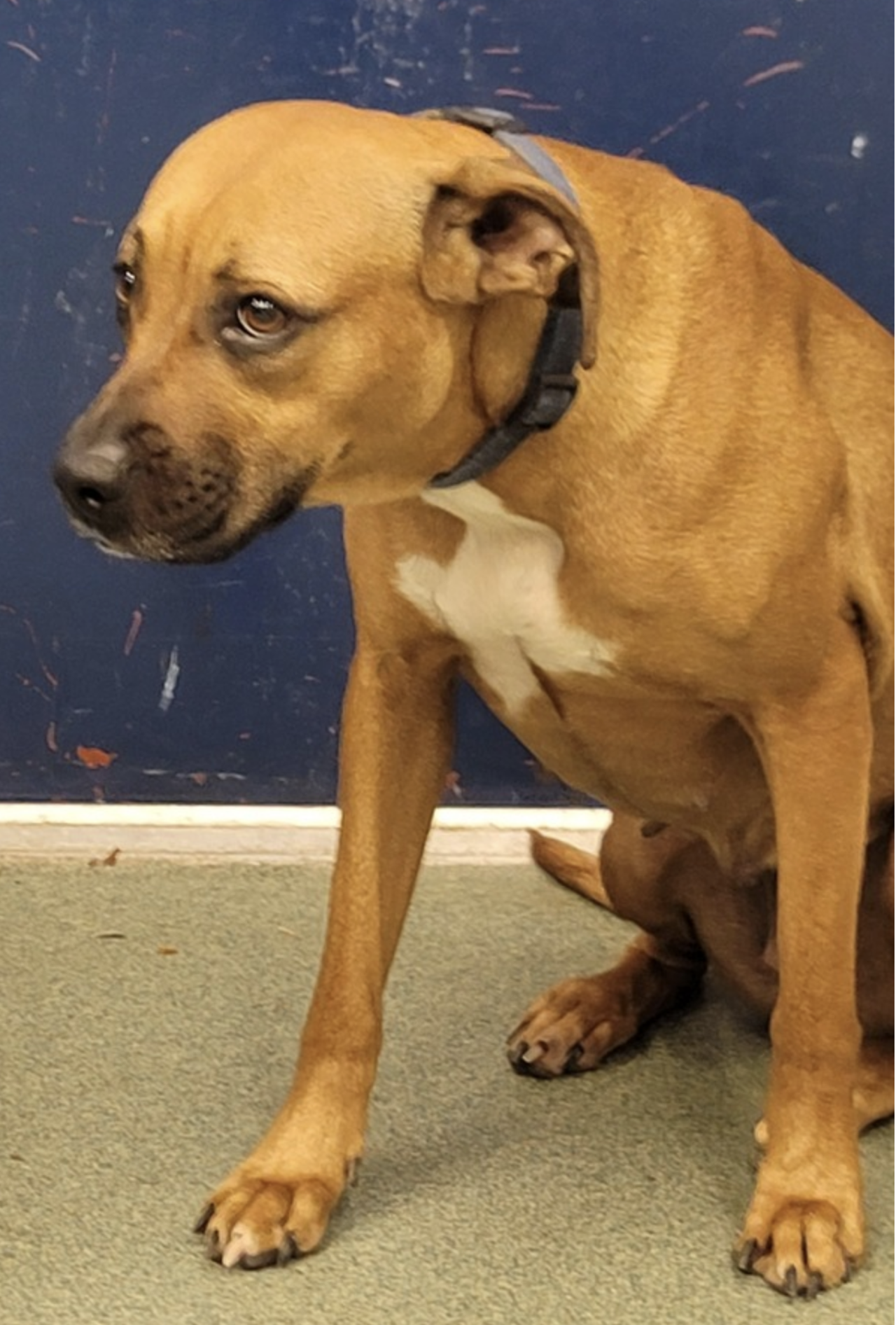 Piper
Age: 3 years old / Breed: 	Boxer Cross / Sex: Female 
Piper is an adorable boxer mix who is healthy, up-to-date on her vaccines and spayed.