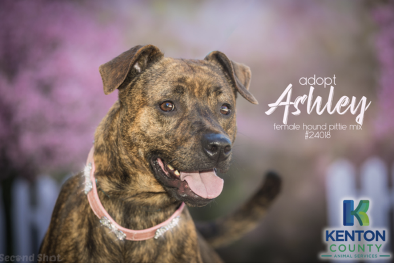 Ashley
Age: 1 year old / Breed: Hound Cross Pit Bull / Sex: Female 
Ashley is an adorable hound and pit bull cross who is healthy, up-to-date on her vaccines and spayed.