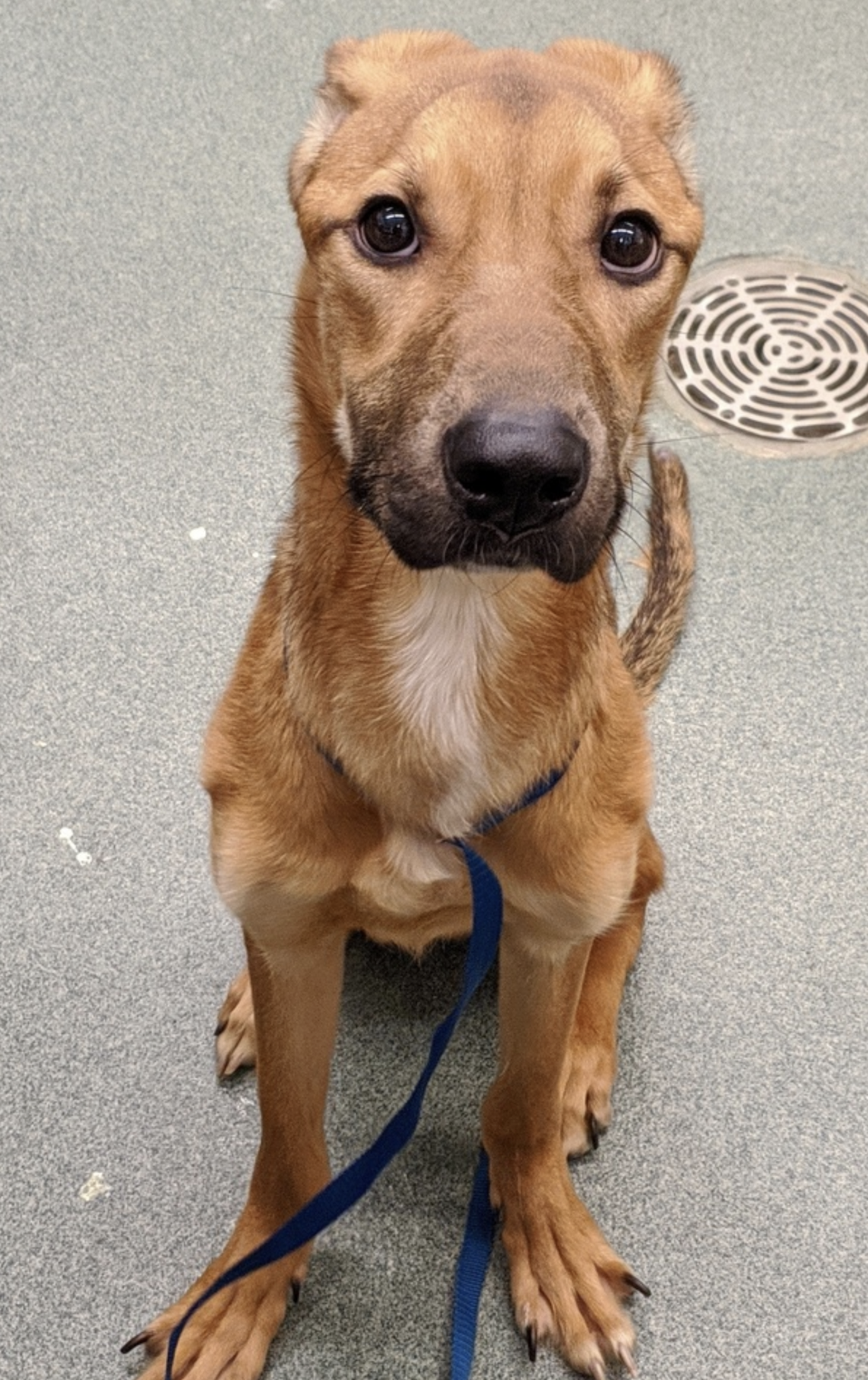 Norbert
Age: 5 years old / Breed: Shepherd Cross Hound / Sex: Male
Norbert is an adorable shepherd and hound cross who is healthy, up-to-date on his vaccines and neutered.