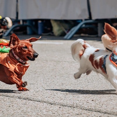 Dachshunds dressed in hot dog costumes compete in Oktoberfest Zinzinnati's Running of the Wieners event on Friday, Sept. 15, 2023.
