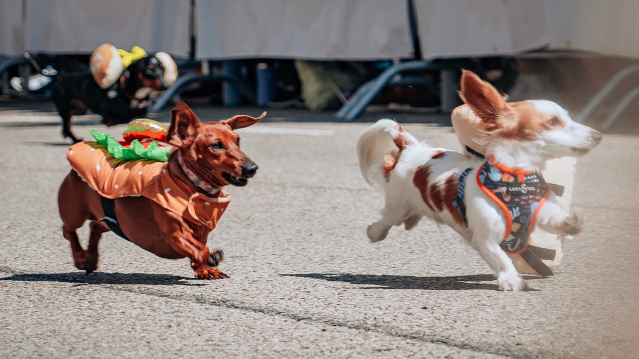 Dachshunds dressed in hot dog costumes compete in Oktoberfest Zinzinnati's Running of the Wieners event on Friday, Sept. 15, 2023.