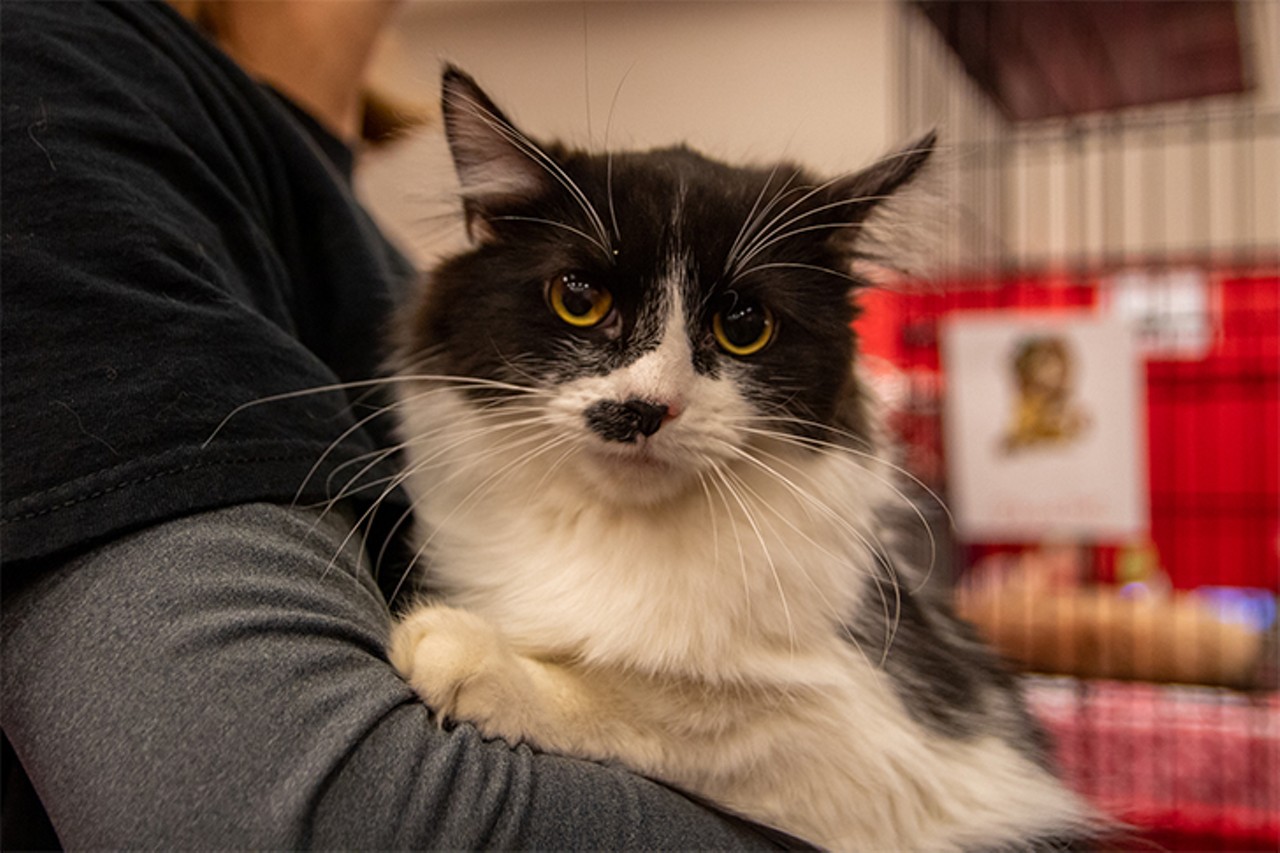 All the Adoptable Furballs We Saw at Sharonville's Annual My Furry Valentine Event