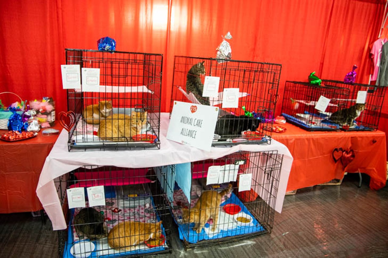 All the Adoptable Pets We Saw at Cincinnati's Annual My Furry Valentine Event