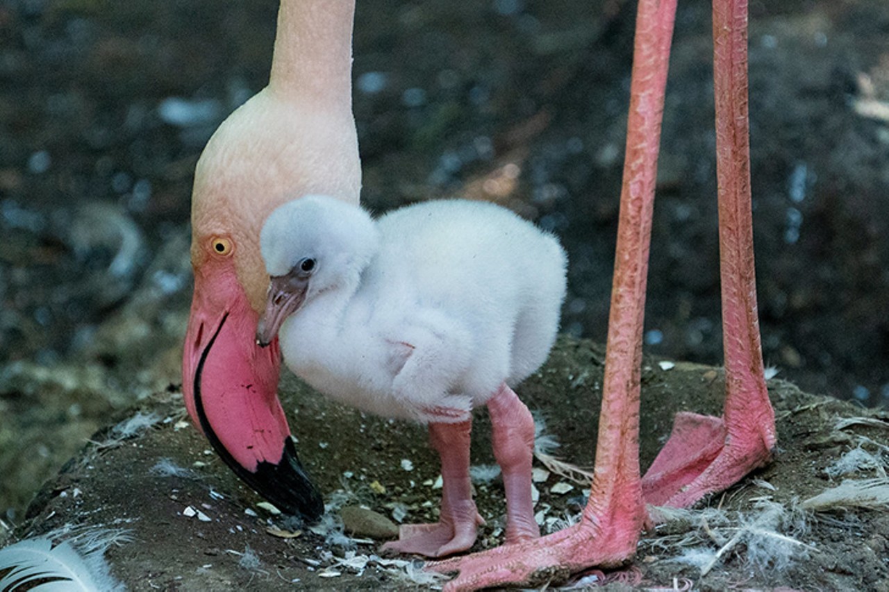 Flamingo chick
Photo: DJJAM Photo