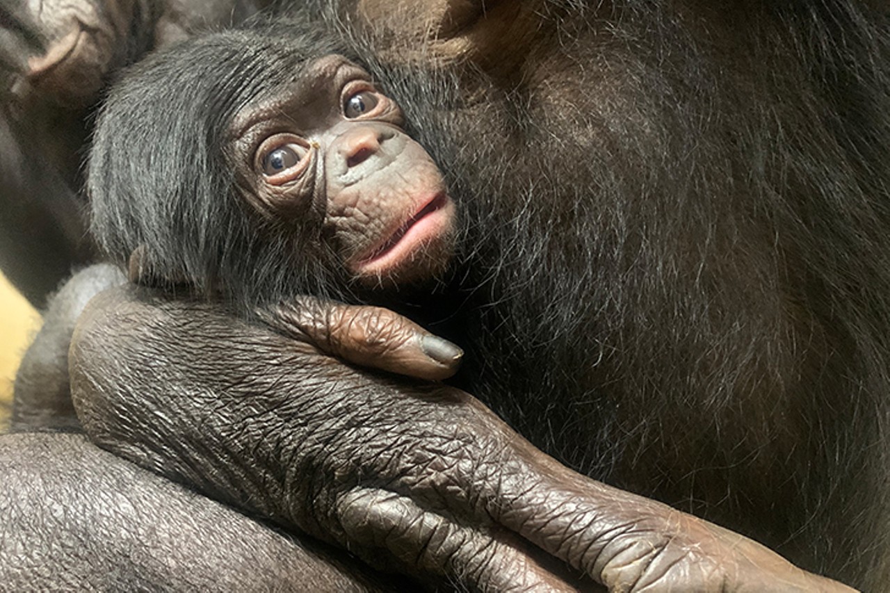 Baby bonobo
Photo: Provided by the Cincinnati Zoo