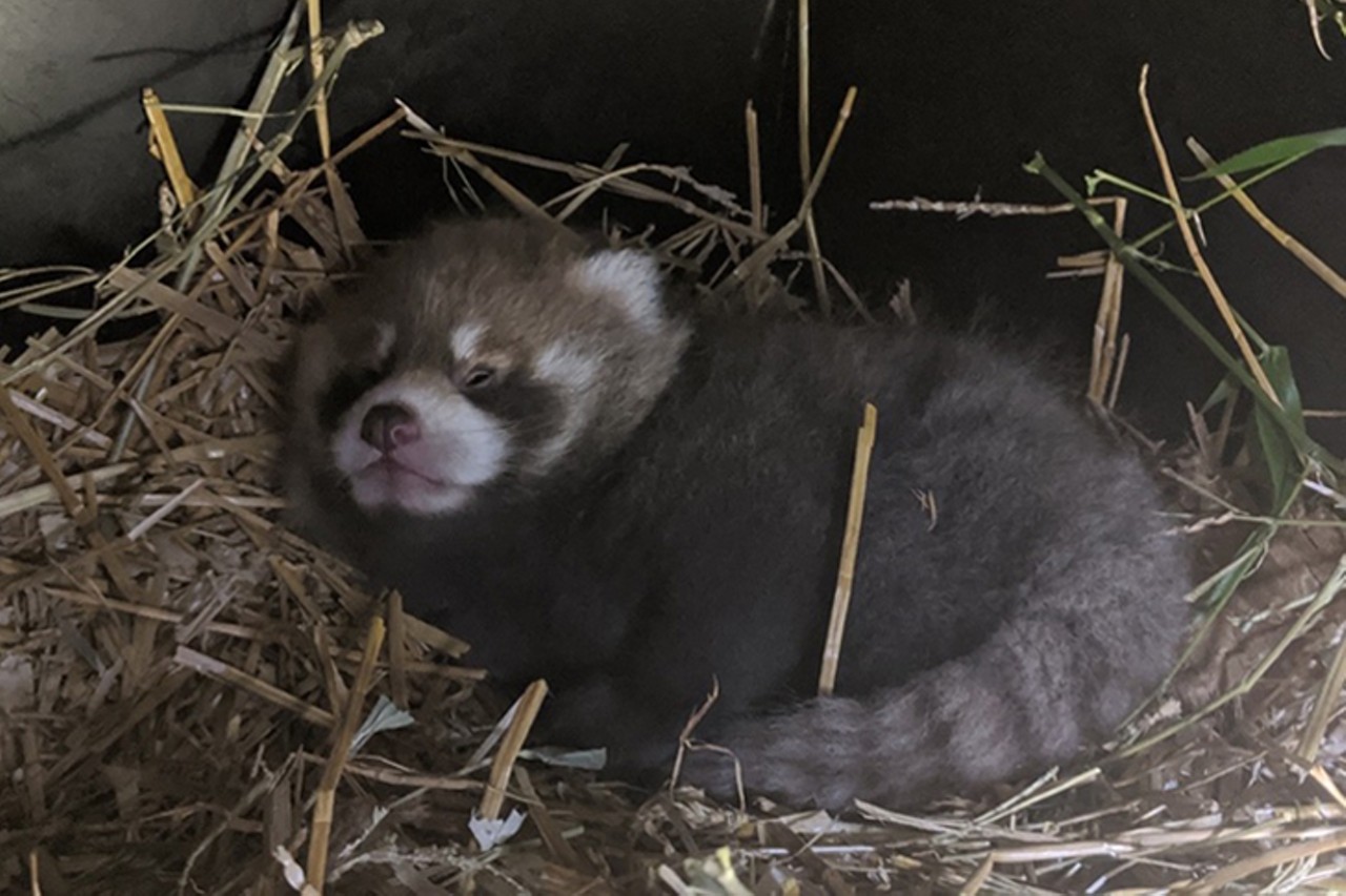 Red panda cub
Photo: Provided by the Cincinnati Zoo