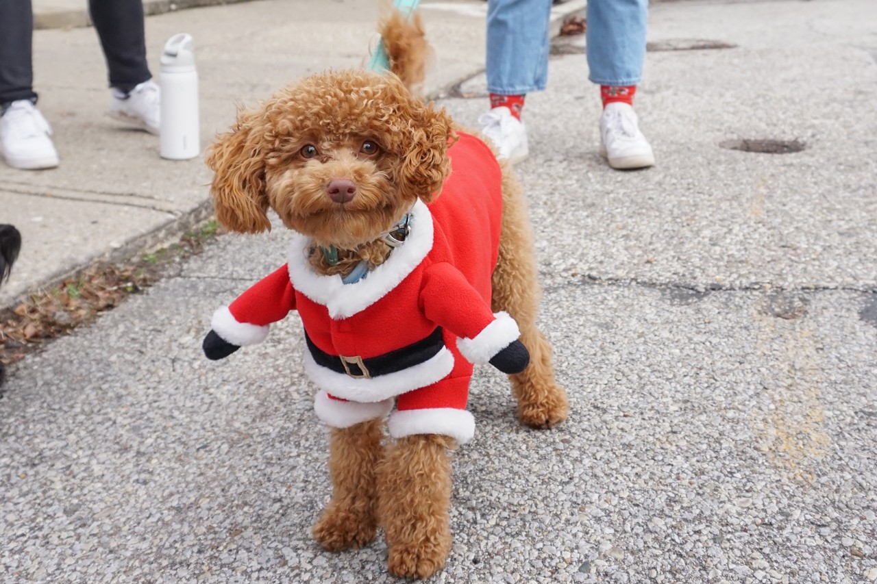 All the Adorable Costumed Dogs We Saw at The 32nd-Annual Mt. Adams Reindog Parade