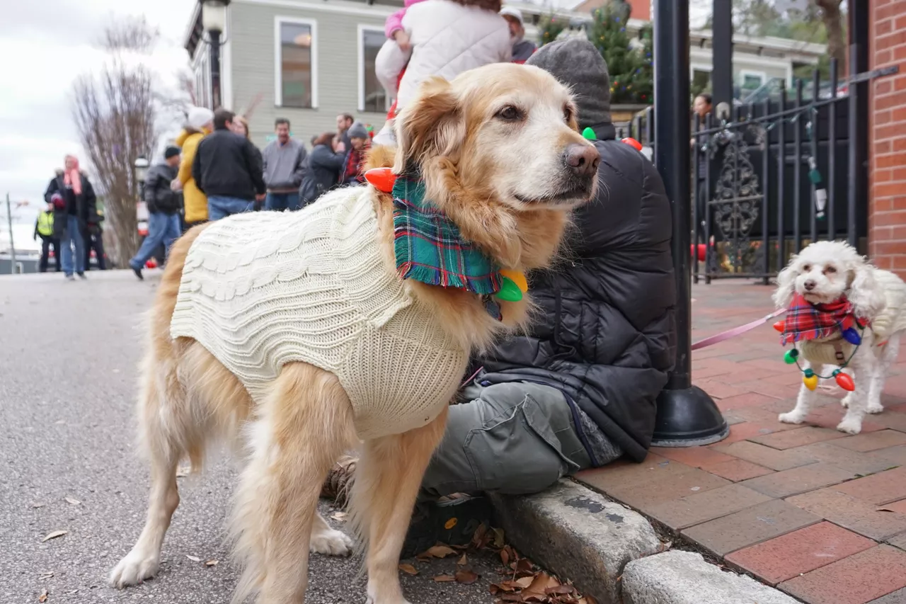 11 very good dogs we met at the Mets Puppy Parade 