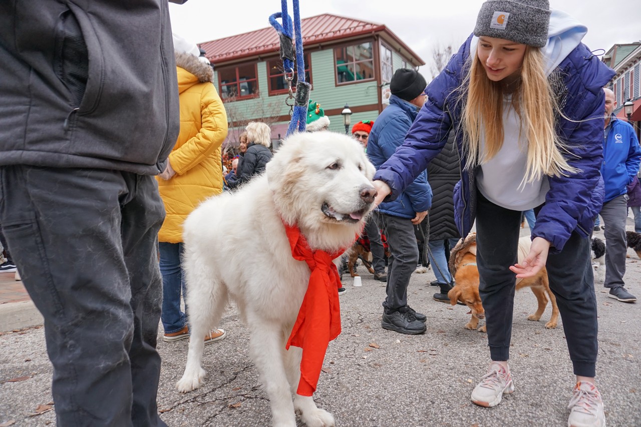 The Cincinnati Bengaldog Parade Will March Cute — and Costumed