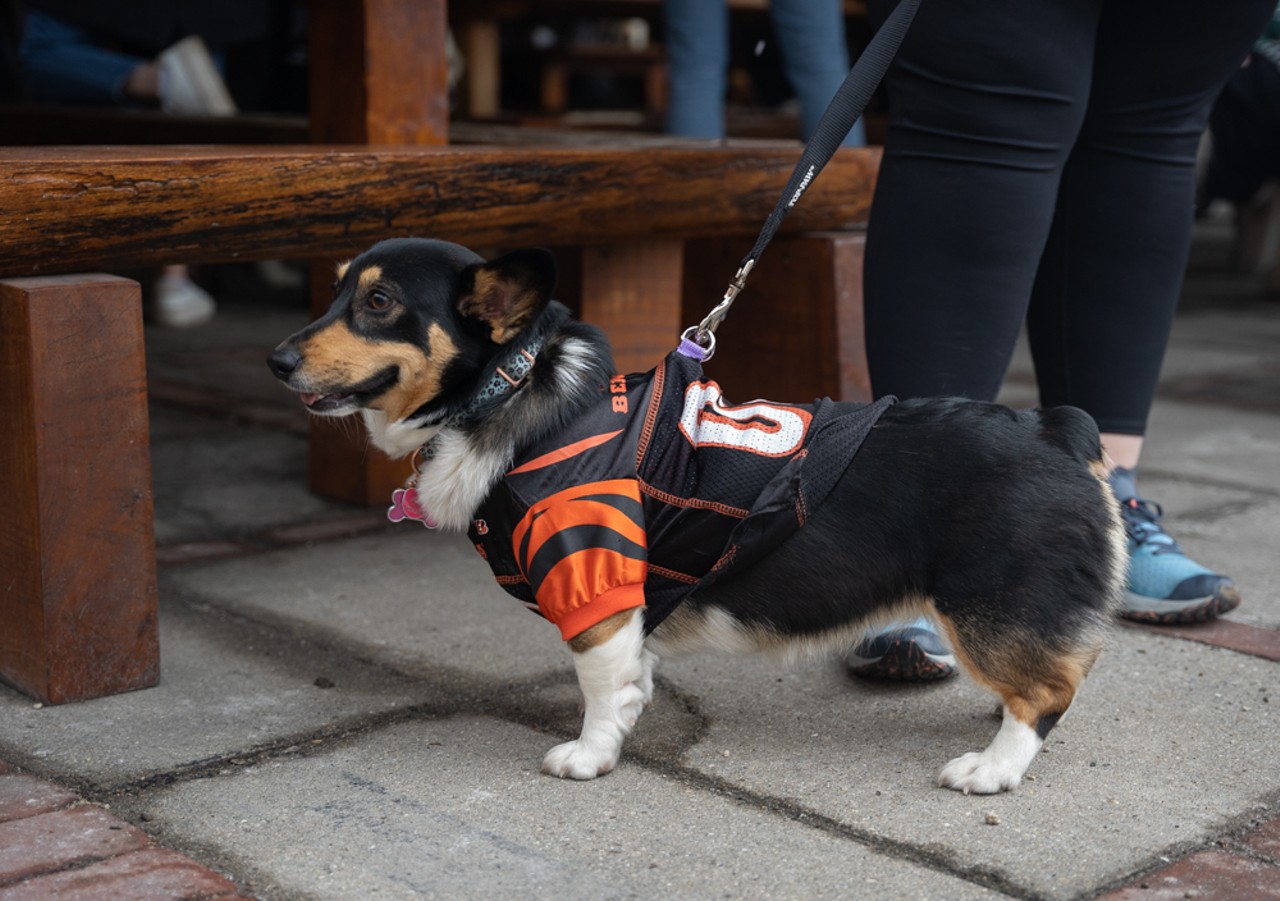 The Cincinnati Bengaldog Parade Will March Cute — and Costumed