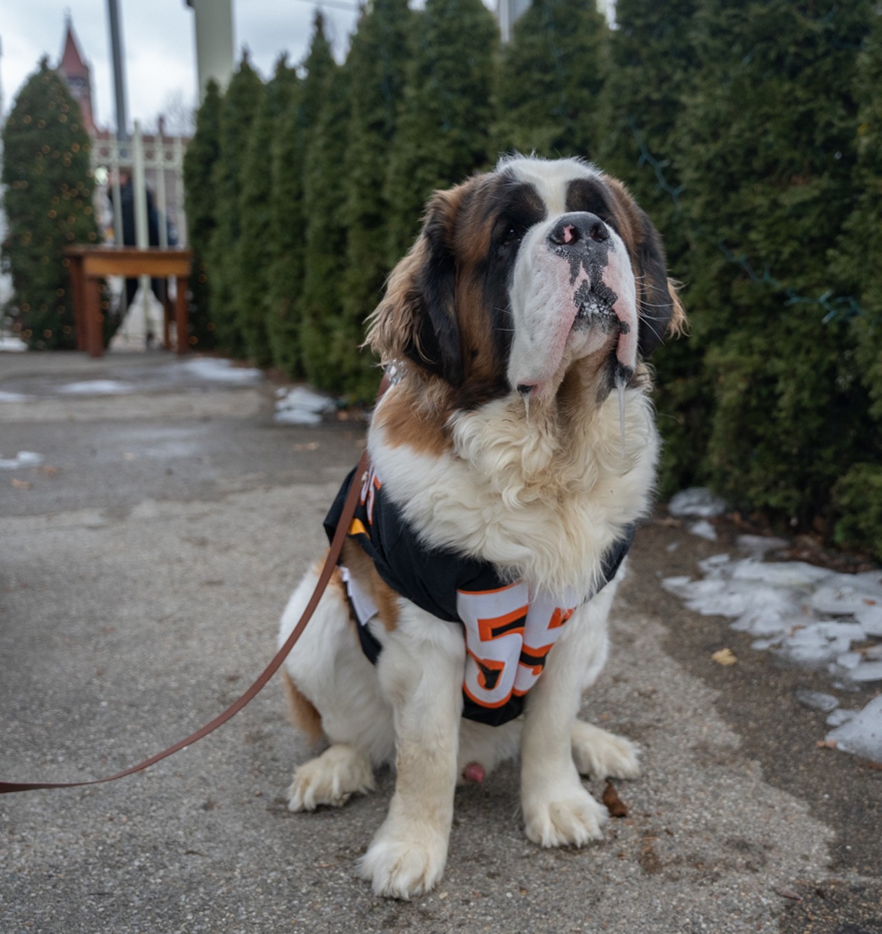 Dress Your Pup in Bengals Gear for the Cincinnati BengalDog Parade