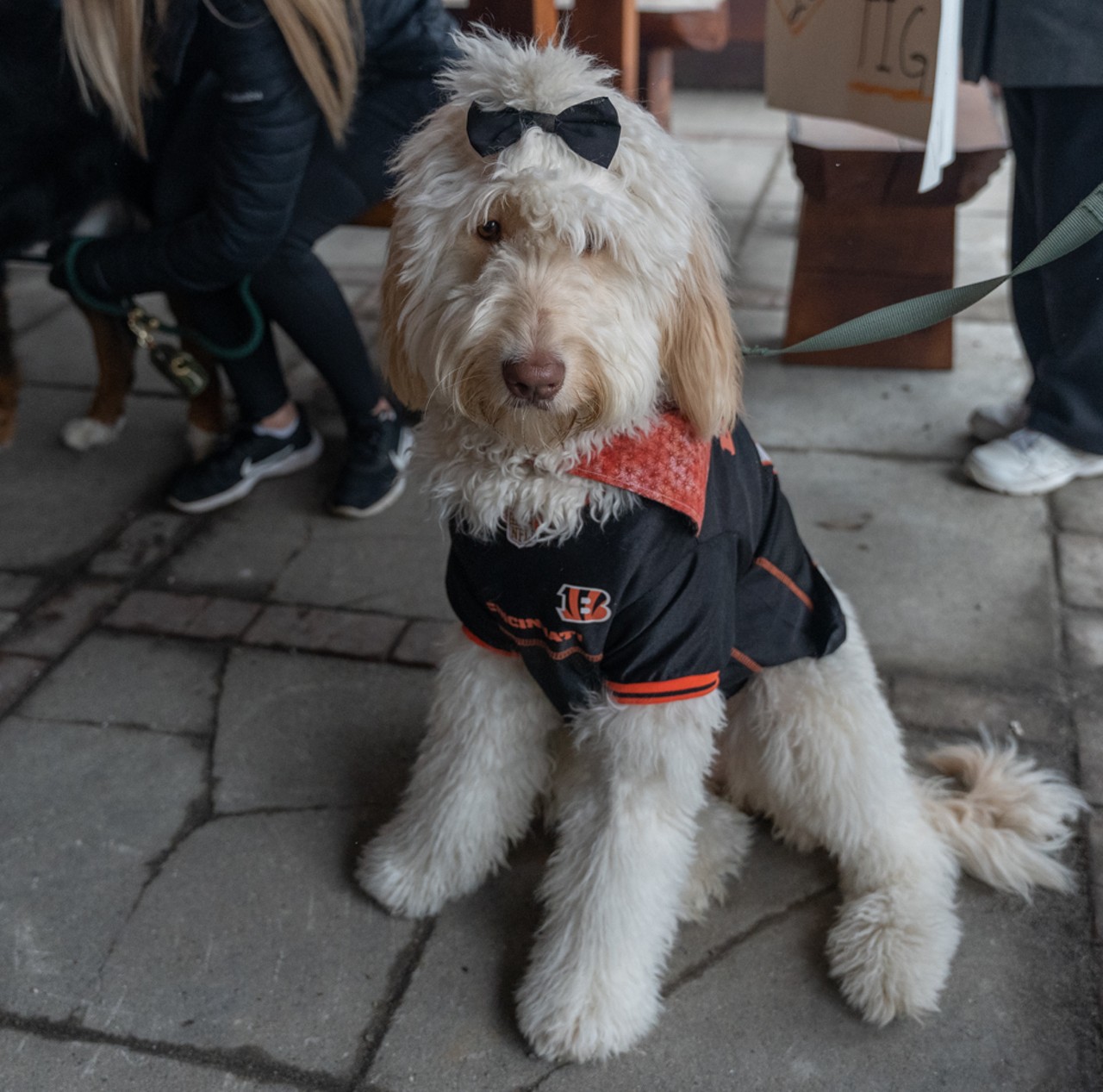 Dress Your Pup in Bengals Gear for the Cincinnati BengalDog Parade in  Over-the-Rhine, Things To Do, Cincinnati