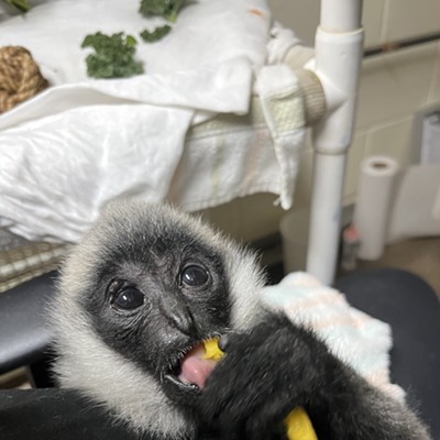 White-cheeked gibbon baby