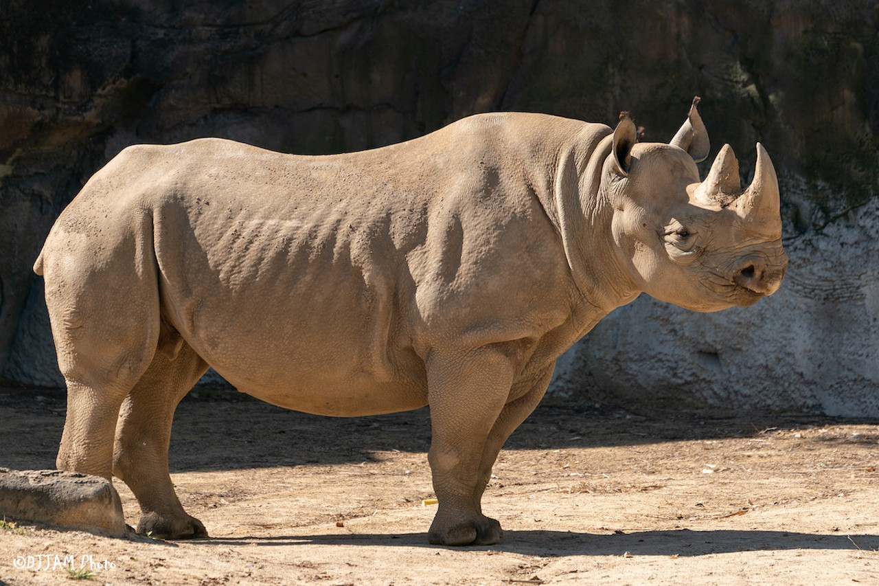 Rhino baby Ajani Joe
