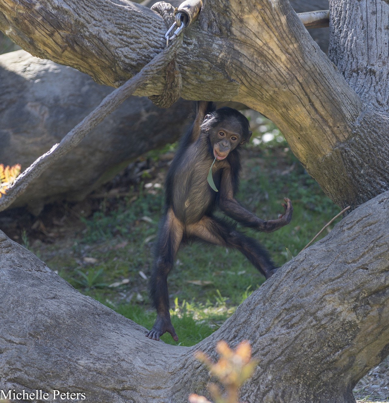 Bonobo baby Amali