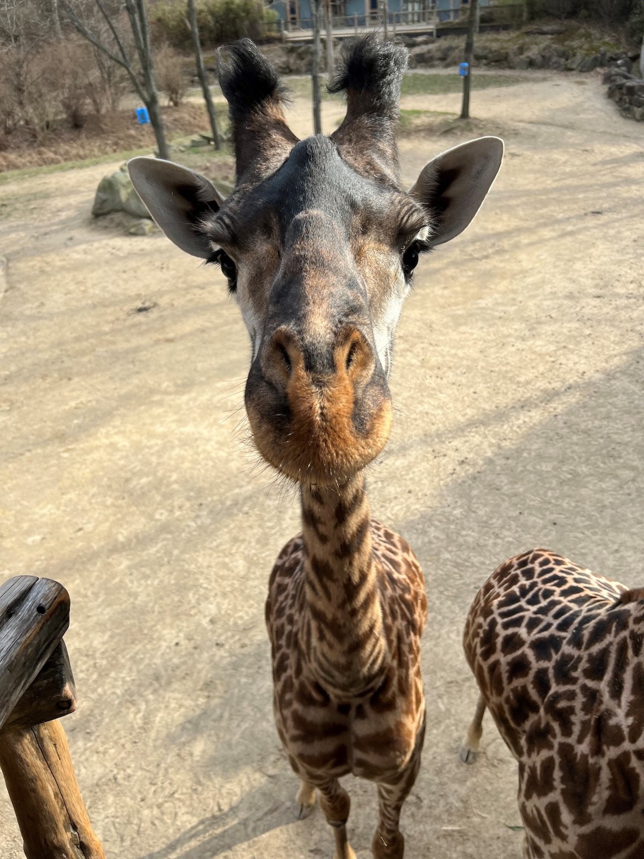 Fenn the baby giraffe