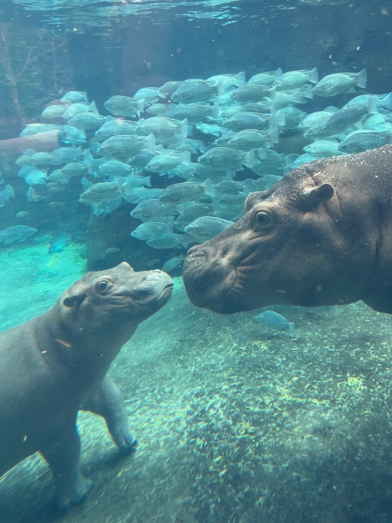 Fiona and baby hippo Fritz