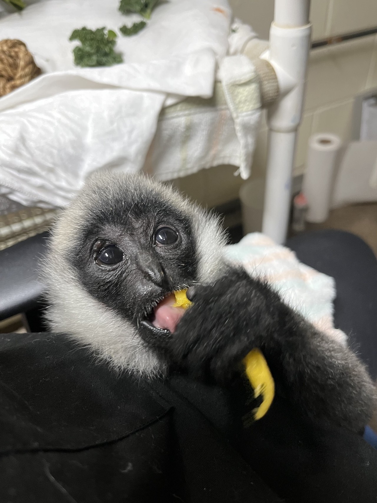 White-cheeked gibbon baby