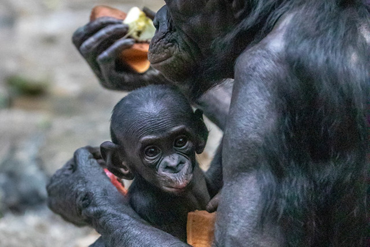 Baby Amali the bonobo