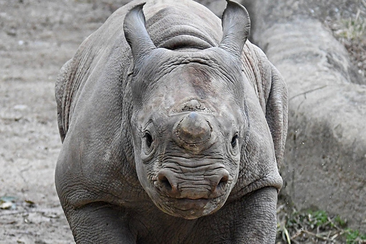 Baby Ajani Joe the rhino
