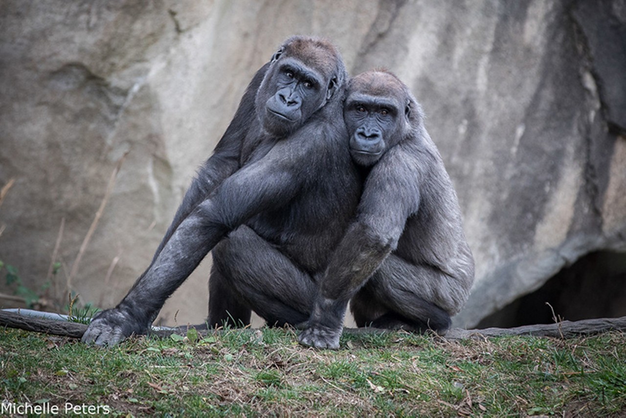 Baby gorillas Mona and Elle