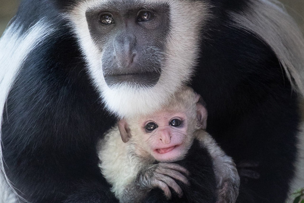 Phoebe the baby colobus monkey